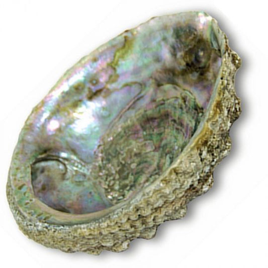 CC Abalone Shell